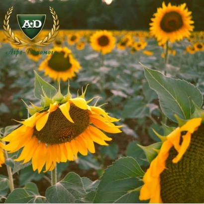 Поле подсолнечника с логотипом A&D - Ореол