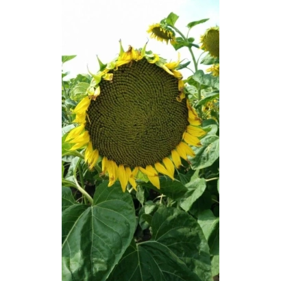 Солнечник на поле, крупный план цветка - ОРФЕО ШТ