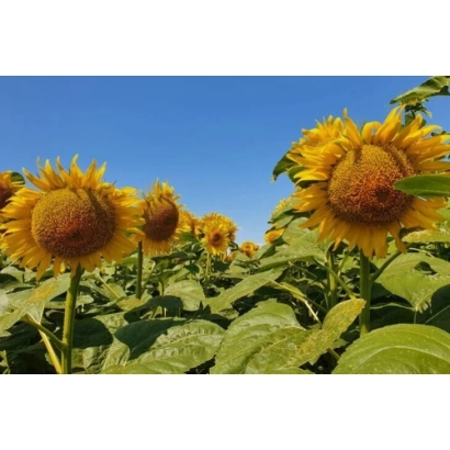 Поле подсолнечника на фоне голубого неба - Ориентир