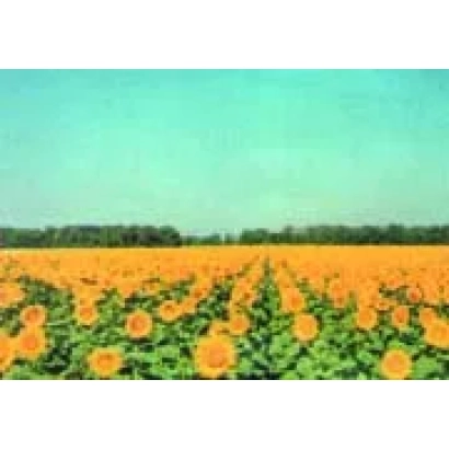 Поле подсолнечника на фоне неба - Орион