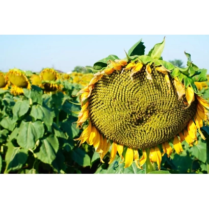 Sunflower in field, close-up of mature head - Orlan