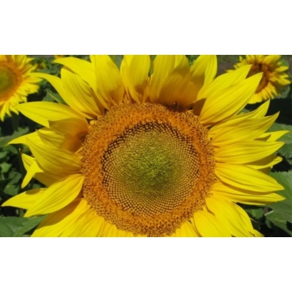 Sunflower in field, close-up of flower head - Oskil