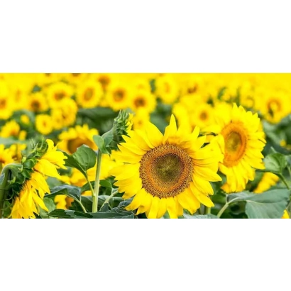 Поле соняшника з яскравими жовтими квітами - П 22 88 66