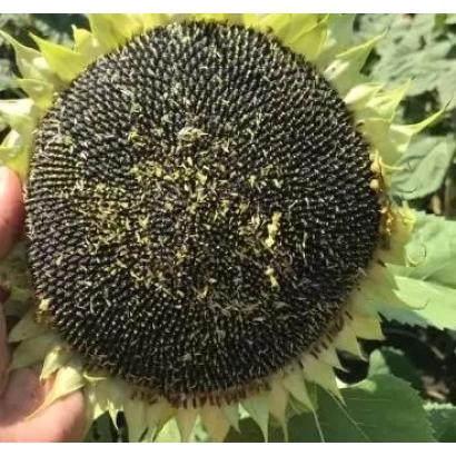 Зрілий соняшник сорту П 62 ЛЕ 122