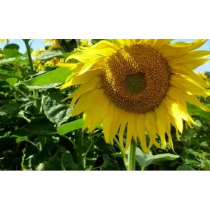 Соняшник на полі, крупний план квітки - П 64 ХЕ 118