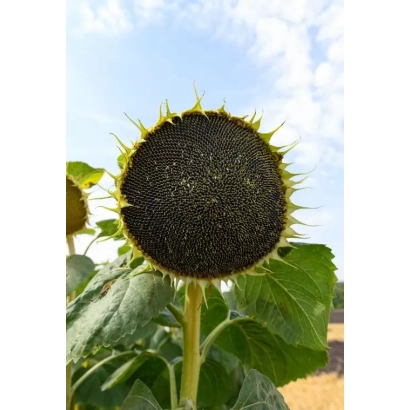 Соняцник на фоні блакитного неба - П 64 ХЕ 144