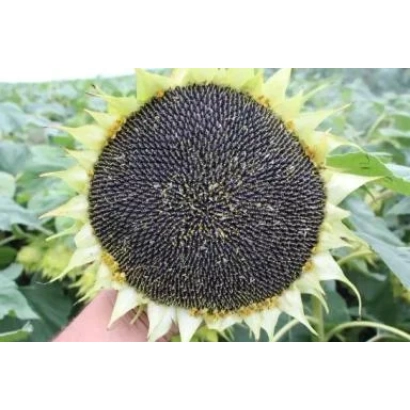 Соняшник сорту П 64 ЛЦ 108 на фоні листя