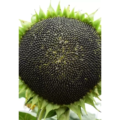 Зрілий соняшник сорту П 64 ЛЕ 137