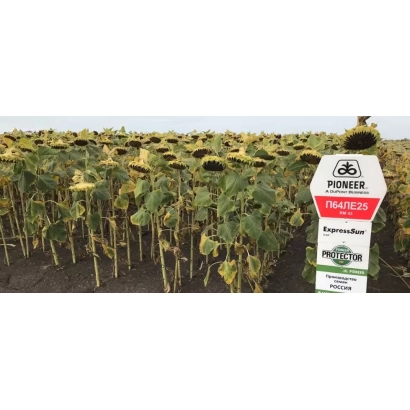 Мішок насіння соняшнику Pioneer P 64 LE 25 на фоні поля - П 64 ЛЕ 25