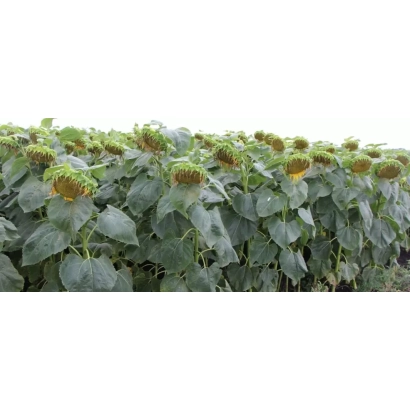 Поле соняшника П 64 ЛЕ 99