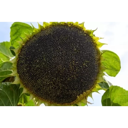 Зрілий соняшник на фоні неба - П 64 ЛП 130