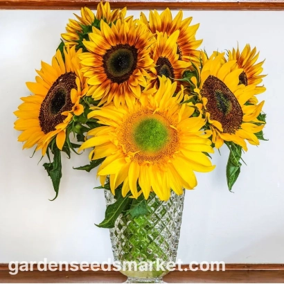 Sunflowers in a glass vase - 135
