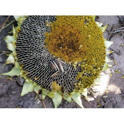 Соняшник з насінням на полі - 35637