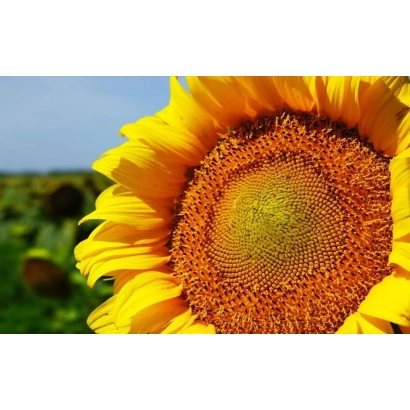 Солнечник на поле, крупный план цветка - П62ЛЛ109