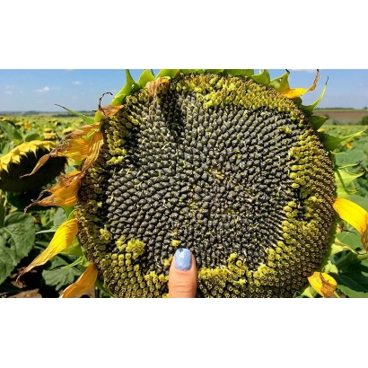 Созревший подсолнечник с семенами на поле - П63ЛЕ113