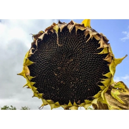 Сухой подсолнух на фоне неба - П63ЛЛ06