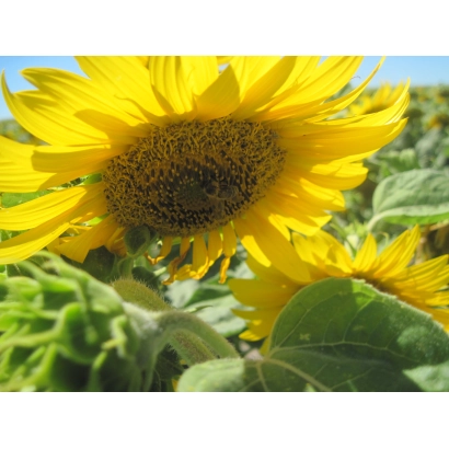 Соняшник на полі, без назви продукту - П64ГЕ01