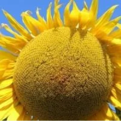 Macro shot of a sunflower against the sky - P64HE39
