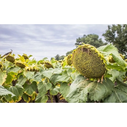 Соняшник у полі, крупний план зрілої головки - П64ГГ123