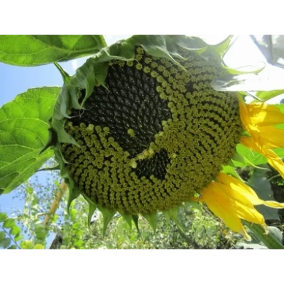 Ripe sunflower P64LE121 against sky