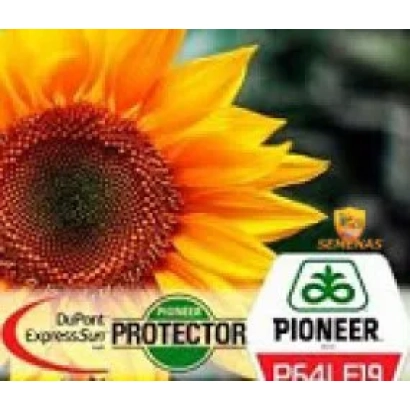 Насіння соняшника Pioneer P64LE19 з логотипом DuPont ExpressSun - П64ЛЕ19