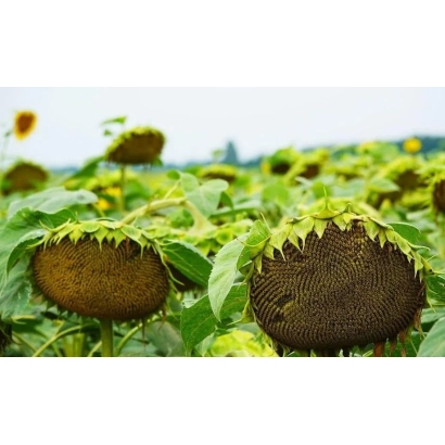 Поле подсолнечника с крупным планом зрелых головок - П64ЛЕ25