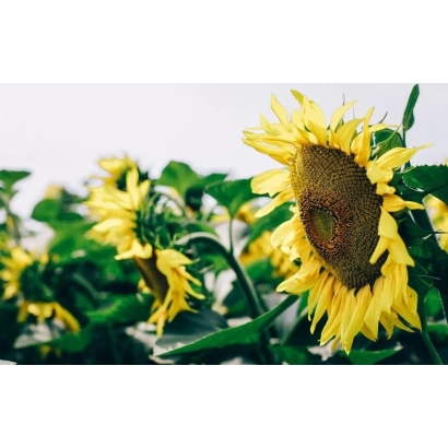 Солнечник на поле, соответствует категории Подсолнечник - П64ЛЛ125