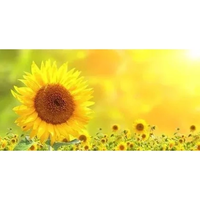 Солнечное поле с подсолнухами, соответствующее категории Подсолнечник - ПАЛ - 093