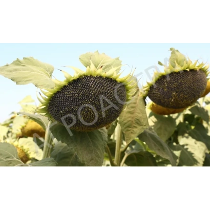 Соняшник з написом ПОАД на стеблі - Паладин