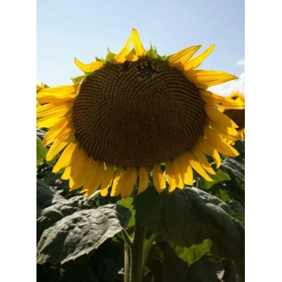 Sunflower 901 in field - Pan 901