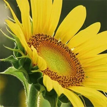 Квітка соняшника без тексту - ПАРАІЗО 1000 КЛ ПЛЮС