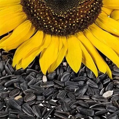 Sunflower and sunflower seeds - PARAISO 102 SL