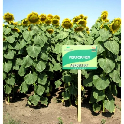 Знак с надписью PERFORMER на поле подсолнечника - Перформер