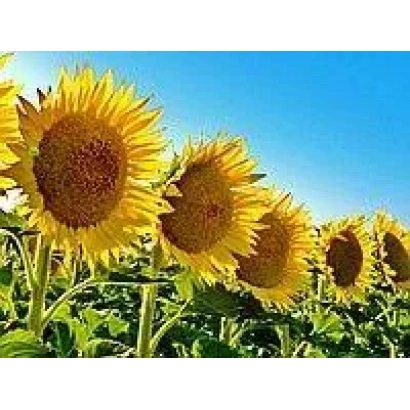 Field of sunflowers against a blue sky - Pesma