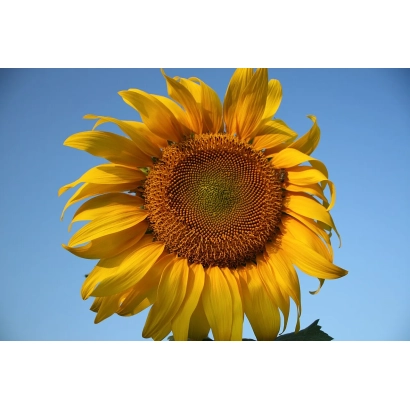 Соняшник на тлі блакитного неба - ПХ 1024 Б