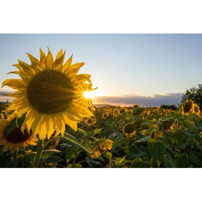 Сонячне поле соняшника на заході - Перемога