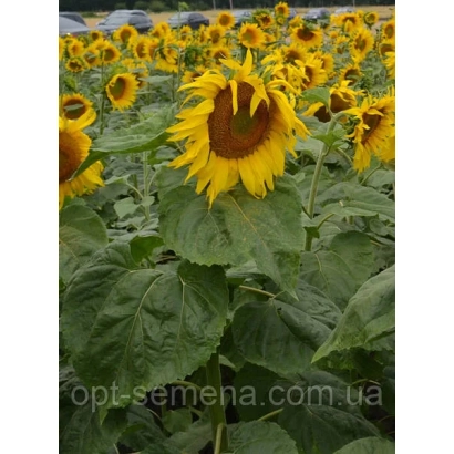 Поле подсолнечника Poglyad - Погляд