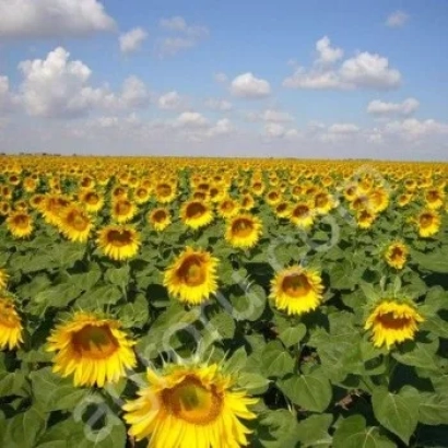 Sunflower field under a blue sky with clouds - Pollka CL