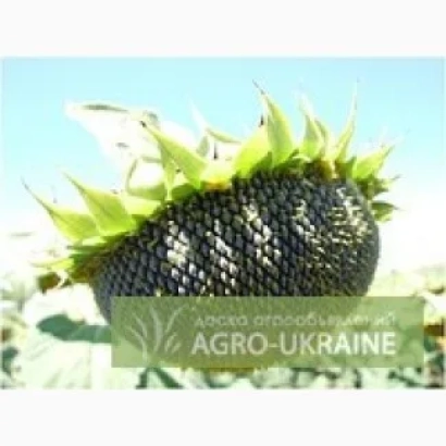 Соняшник на полі з логотипом AGRO-UKRAINE - Помар РМ