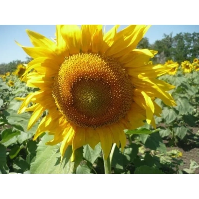 Солнечник на поле, тип Подсолнечник - ПОВОЛЖСКИЙ 60