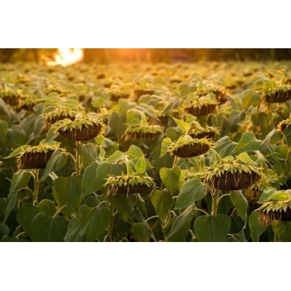 Поле подсолнечника на закате - ПР64А15