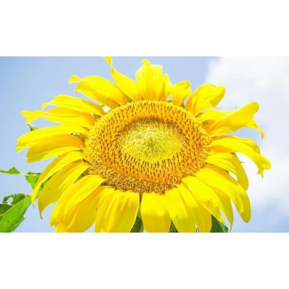 Солнечник на фоне неба - ПР64Ф66