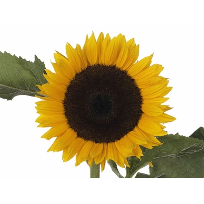 Sunflower on white background - Premier