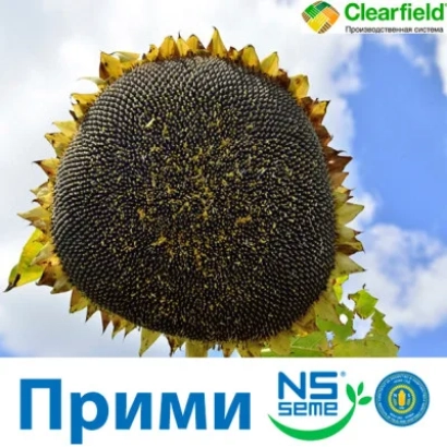 Солнечник сорта Прими на фоне неба