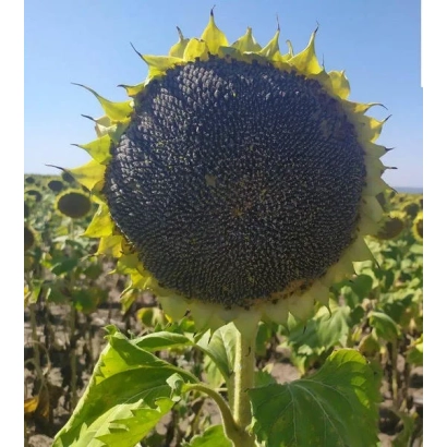 Солнечник на поле, крупный план цветка - Приват