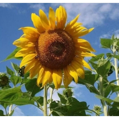 Соняцник на фоні блакитного неба - ПС 177