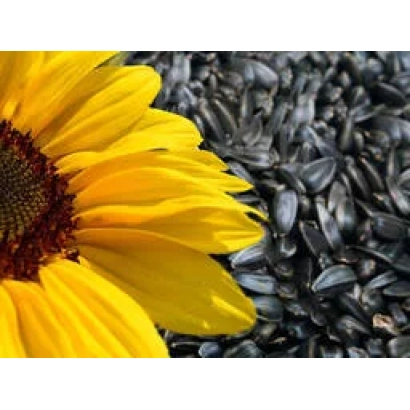 Соняшник і насіння соняшнику - ПС 278