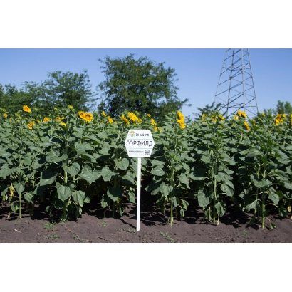 Поле соняшника сорту Р 4 НА 1 М зображене на фоні зелених рослин та високих стебел.