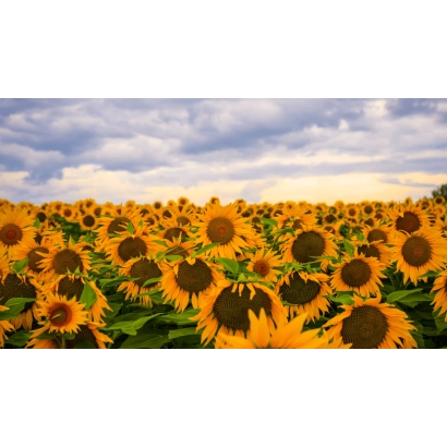 Поле соняшника на фоні хмарного неба - Р 4 НА 1 МЖ