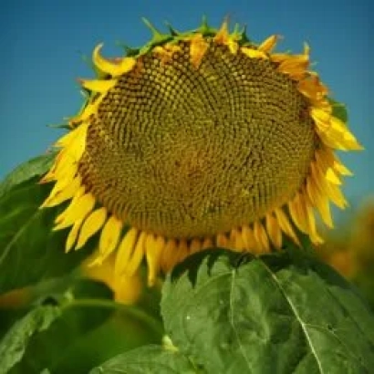 Солнечник на фоне неба - Р 4 НХ 1 М